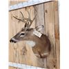 Image 3 : 4x4 Whitetail Shoulder Mount Taxidermy