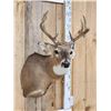 Image 4 : 4x4 Whitetail Shoulder Mount Taxidermy