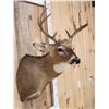 Image 5 : 4x4 Whitetail Shoulder Mount Taxidermy