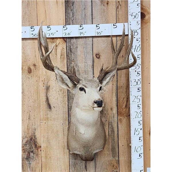 Main Frame 5x5 Mule Deer Shoulder Mount