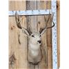 Image 1 : Main Frame 5x5 Mule Deer Shoulder Mount