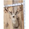 Image 2 : Main Frame 5x5 Mule Deer Shoulder Mount