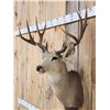 Image 3 : Main Frame 5x5 Mule Deer Shoulder Mount
