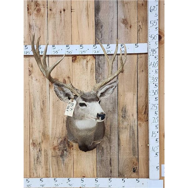 5x5 Mule Deer Shoulder Mount Taxidermy