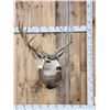 Image 1 : 5x5 Mule Deer Shoulder Mount Taxidermy