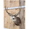 Image 2 : 5x5 Mule Deer Shoulder Mount Taxidermy