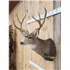 Image 3 : 5x5 Mule Deer Shoulder Mount Taxidermy