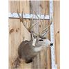 Image 4 : 5x5 Mule Deer Shoulder Mount Taxidermy