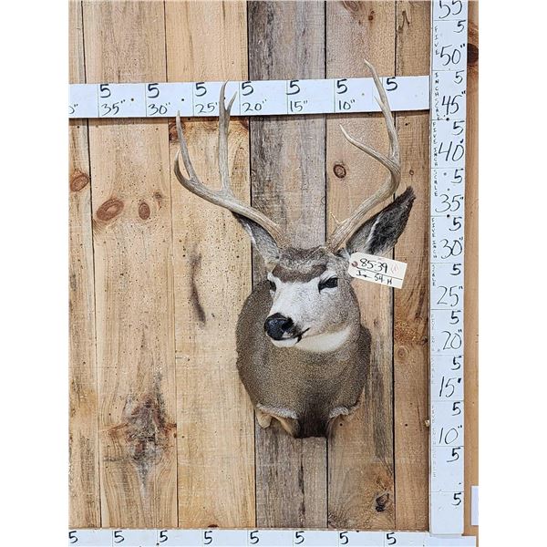4x4 Mule Deer Shoulder Mount Taxidermy