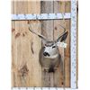 Image 1 : 4x4 Mule Deer Shoulder Mount Taxidermy