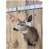 Image 2 : 4x4 Mule Deer Shoulder Mount Taxidermy