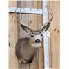 Image 3 : 4x4 Mule Deer Shoulder Mount Taxidermy