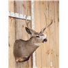 Image 4 : 4x4 Mule Deer Shoulder Mount Taxidermy
