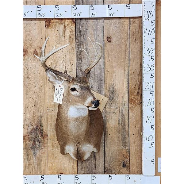4x4 Whitetail Shoulder Mount Taxidermy