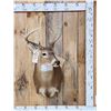 Image 1 : 4x4 Whitetail Shoulder Mount Taxidermy