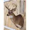 Image 2 : 4x4 Whitetail Shoulder Mount Taxidermy