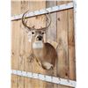 Image 3 : 4x4 Whitetail Shoulder Mount Taxidermy