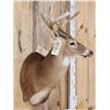 Image 4 : 4x4 Whitetail Shoulder Mount Taxidermy
