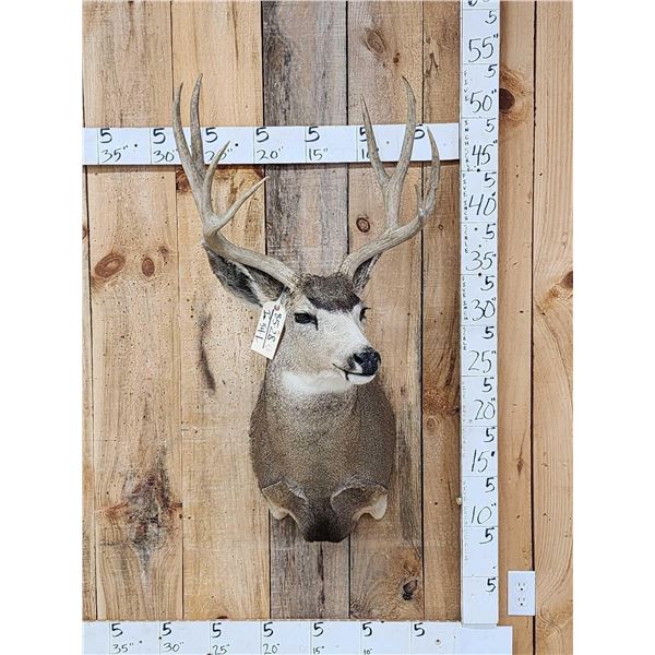 4x4 Mule Deer Shoulder Mount Taxidermy