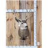 Image 1 : 4x4 Mule Deer Shoulder Mount Taxidermy