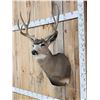 Image 2 : 4x4 Mule Deer Shoulder Mount Taxidermy