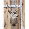 Image 3 : 4x4 Mule Deer Shoulder Mount Taxidermy