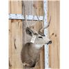 Image 4 : 4x4 Mule Deer Shoulder Mount Taxidermy