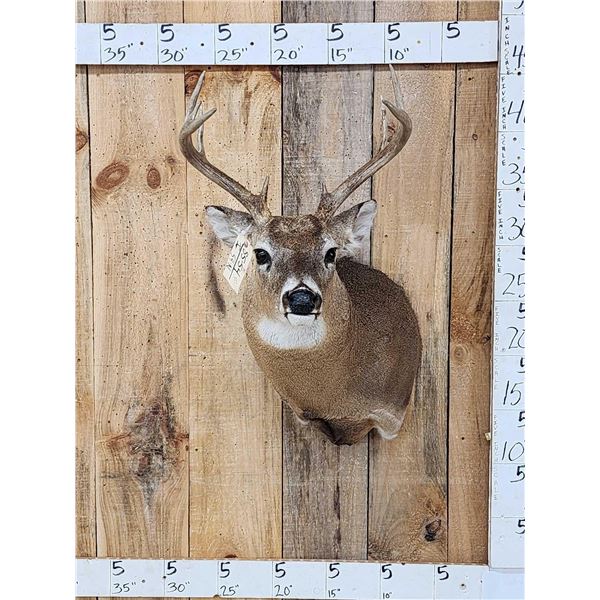 4x4 Whitetail Shoulder Mount Taxidermy