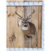 Image 1 : 4x4 Whitetail Shoulder Mount Taxidermy
