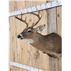 Image 2 : 4x4 Whitetail Shoulder Mount Taxidermy