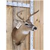 Image 3 : 4x4 Whitetail Shoulder Mount Taxidermy
