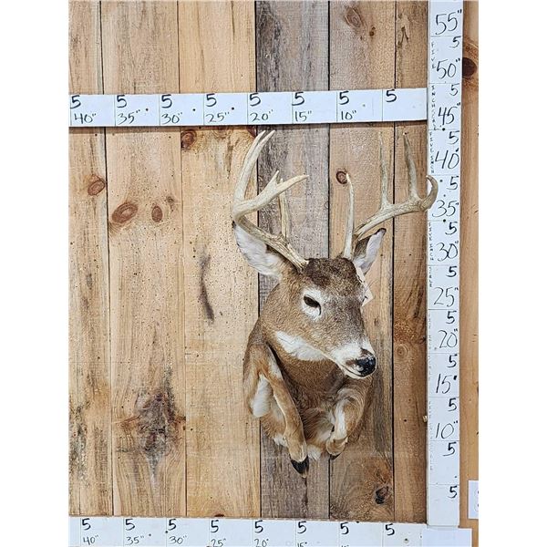 4x5 Half Body Leaping Whitetail Taxidermy Mount