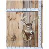 Image 1 : 4x5 Half Body Leaping Whitetail Taxidermy Mount