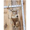 Image 2 : 4x5 Half Body Leaping Whitetail Taxidermy Mount