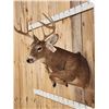 Image 3 : 4x5 Half Body Leaping Whitetail Taxidermy Mount