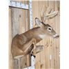 Image 4 : 4x5 Half Body Leaping Whitetail Taxidermy Mount