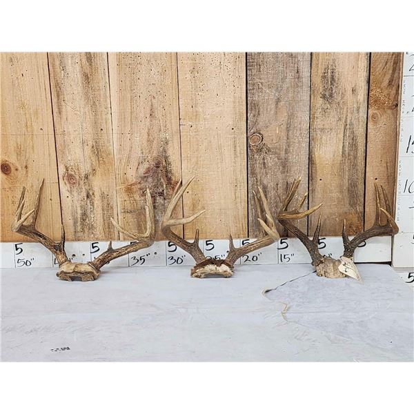 3 Sets Of Whitetail Antlers On Skull Plate
