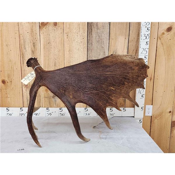 19.9 Lbs Alaskan Self Standing Moose Shed Antler