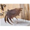 Image 2 : 19.9 Lbs Alaskan Self Standing Moose Shed Antler