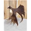 Image 3 : 19.9 Lbs Alaskan Self Standing Moose Shed Antler