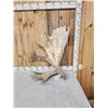 Image 4 : 19.9 Lbs Alaskan Self Standing Moose Shed Antler