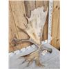 Image 5 : 19.9 Lbs Alaskan Self Standing Moose Shed Antler