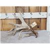 Image 1 : 102" Whitetail Shed Antler