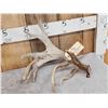 Image 2 : 102" Whitetail Shed Antler