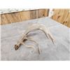 Image 4 : 102" Whitetail Shed Antler