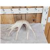Image 5 : 102" Whitetail Shed Antler