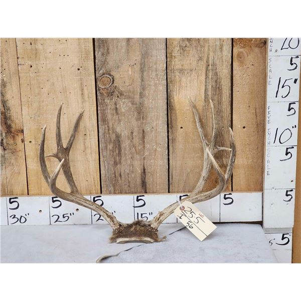 4x4 Mule Deer Antlers On Skull Plate