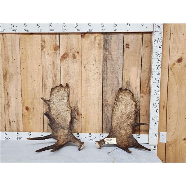 Set Of 15.8 Lbs Alaskan Moose Shed Antlers