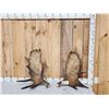Image 1 : Set Of 15.8 Lbs Alaskan Moose Shed Antlers