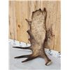 Image 3 : Set Of 15.8 Lbs Alaskan Moose Shed Antlers